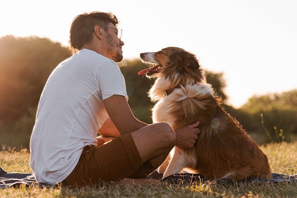 Cuidados Esenciales para Nuestras Mascotas: Amor, Atención y Salud